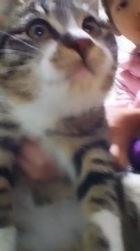 キジトラmix、破天荒！