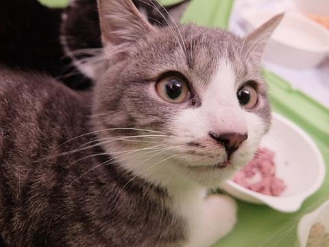 繁華街で餌を貰ってた野良仔猫②