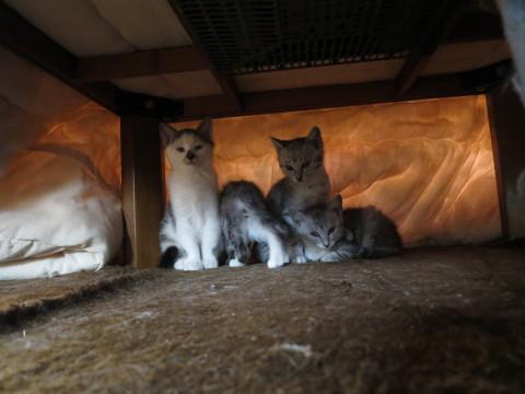 ２か月位のちびっこ達