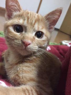 とってもかわいい茶トラ♂（現在交渉中）