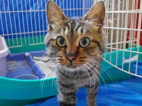 甘えん坊のやさしいトラ猫