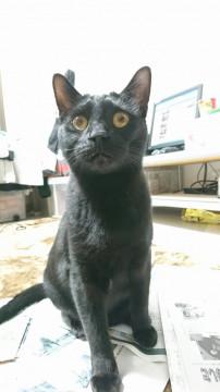 黒猫オス