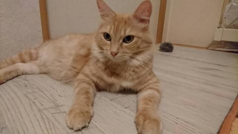 美人茶トラ
