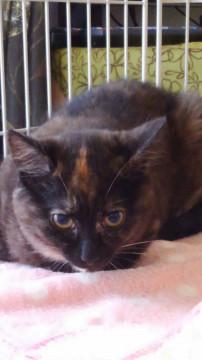 活発なおてんばの可愛こちゃん