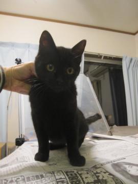 熊本っ子のスモーキーブラック