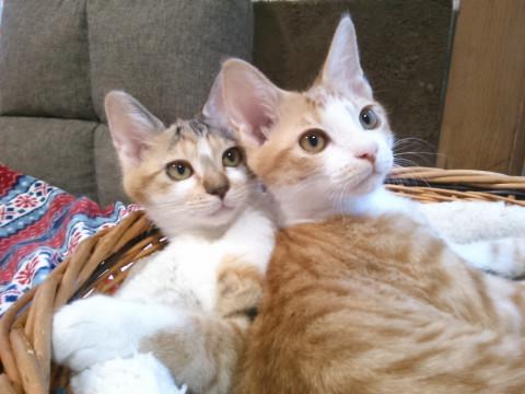 美猫仲良し姉弟♪二匹一緒で家族に!