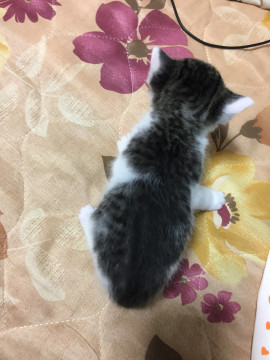 家族になりたい