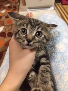きじとら