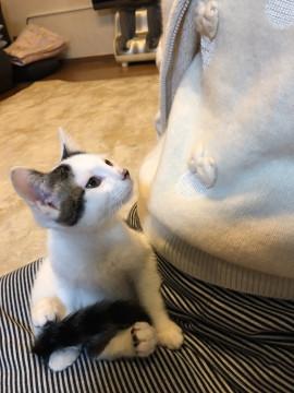 保護したばかり2ヶ月男の子