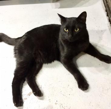 【去勢済】甘えん坊の人懐っこい黒猫