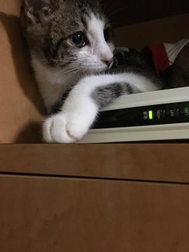 とても人懐っこい子です
