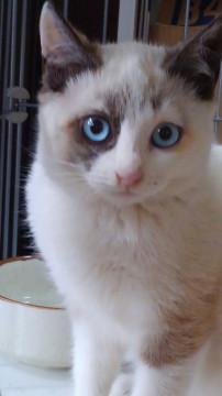 ゴロゴロの美猫ちゃん