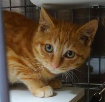 イケメン茶トラ君