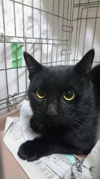 りりしいお顔のあっくん(=^ェ^=)