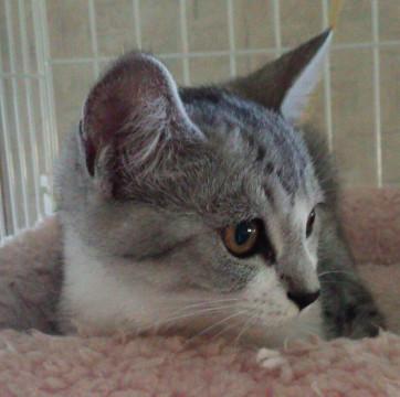 美猫サバシロちゃん