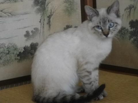 しまぽいんと
