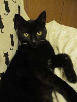 熊本っ子のおっとり黒猫