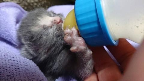 クルクルしっぽのサビちゃん。