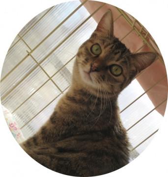 ルミちゃん（シマシマ姉妹）