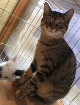 ミミちゃん（シマシマ姉妹）