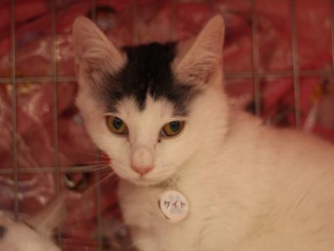 ウサギ尻尾のケイトくん