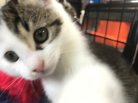 天真爛漫元気いっぱいな子、保護猫