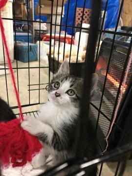 ハートのお鼻が可愛い子、保護猫