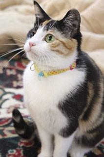 熊本から来ました、愛らしい三毛猫さん