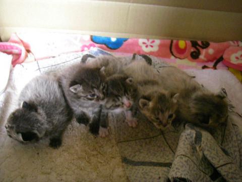5匹の子猫