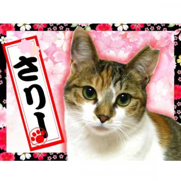 大きなお目目と耳がチャームポイント♥