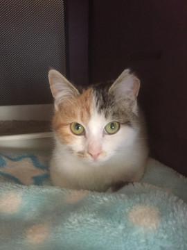 白血病陽性三毛子猫にゃん