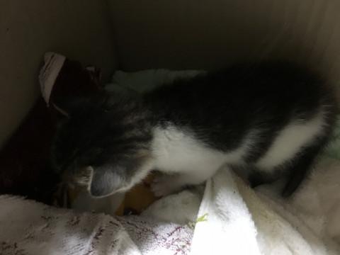 産まれたばかりのサバシロちゃん