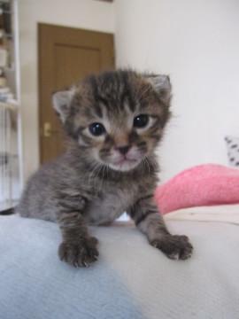 離乳中　赤ちゃんキジトラ