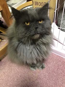 僕の名前はダンです。