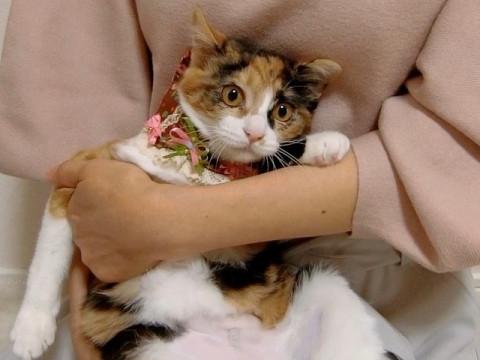 正統派美形三毛♪うさぎ尻尾のコミケちゃん