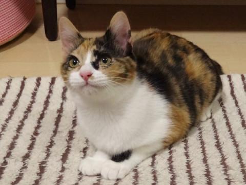 ネコちゃん様 マザーガーデン さわってねこちゃん＆バスケット / Mother garden