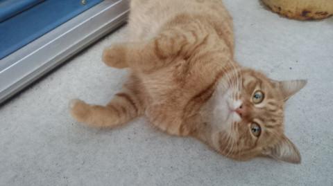 人懐っこい女の子