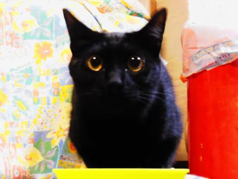 すらり長い尾の黒猫　（他猫との協調性有）