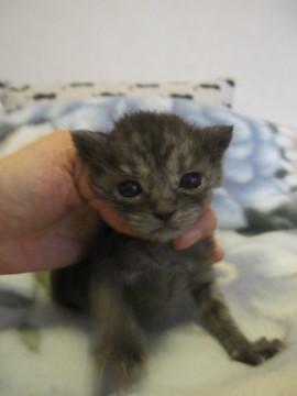 スモーキーブラックの赤ちゃん　離乳中