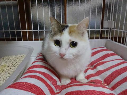 甘えたの三毛子猫