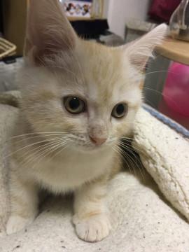 4ヵ月の子猫の里親を探してます。