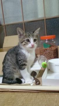 やんちゃですが