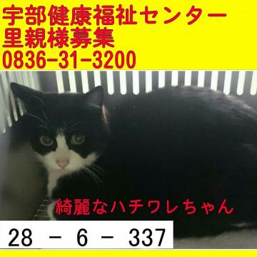 可愛いハチワレちゃん