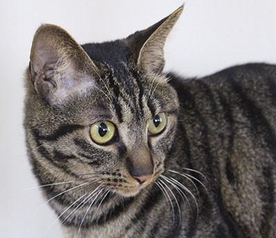 キジトラのキウイ。元気いっぱいです！