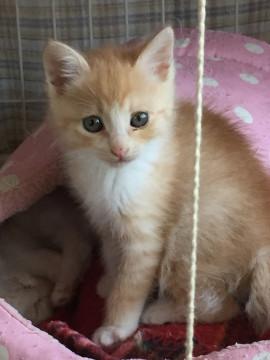 ふわふわコロコロのやんちゃさん！