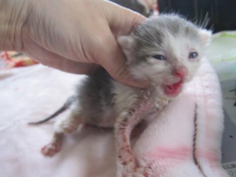 赤ちゃん灰白　授乳中