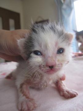 ヘルメット模様のきじ白　授乳中