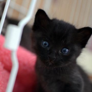 猫会の綾野剛
