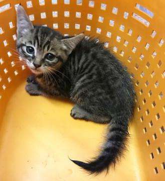子猫の里親募集中！！ハルちゃん♪