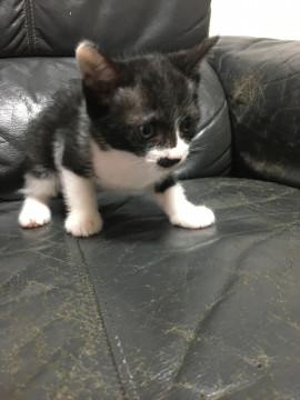 大人しいオス猫です